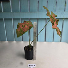 Load image into Gallery viewer, #RD53 Caladium