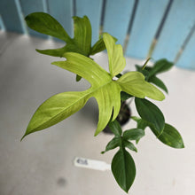 Load image into Gallery viewer, #RS3 Philodendron Florida Ghost