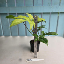 Load image into Gallery viewer, #RS3 Philodendron Florida Ghost