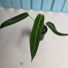 Load image into Gallery viewer, #D228 Anthurium Warocqueanum