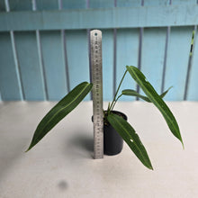 Load image into Gallery viewer, #D228 Anthurium Warocqueanum