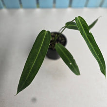 Load image into Gallery viewer, #D228 Anthurium Warocqueanum