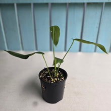 Load image into Gallery viewer, #D228 Anthurium Warocqueanum