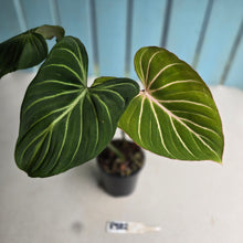 Load image into Gallery viewer, #R882 Philodendron Gloriosum