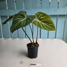 Load image into Gallery viewer, #R882 Philodendron Gloriosum