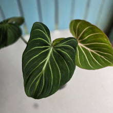 Load image into Gallery viewer, #R882 Philodendron Gloriosum