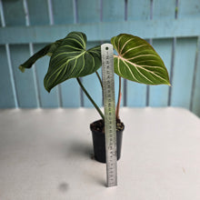 Load image into Gallery viewer, #R882 Philodendron Gloriosum