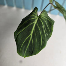 Load image into Gallery viewer, #R882 Philodendron Gloriosum