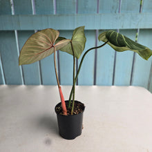 Load image into Gallery viewer, #R882 Philodendron Gloriosum