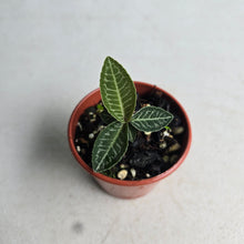 Load image into Gallery viewer, #D729 Labisia White Lines