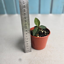 Load image into Gallery viewer, #D729 Labisia White Lines