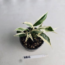 Load image into Gallery viewer, #RB16 Spathiphyllum 'Monet' - Miniature