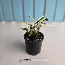 Load image into Gallery viewer, #RB16 Spathiphyllum 'Monet' - Miniature