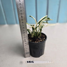 Load image into Gallery viewer, #RB16 Spathiphyllum 'Monet' - Miniature