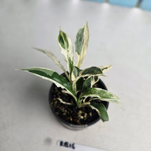 Load image into Gallery viewer, #RB16 Spathiphyllum 'Monet' - Miniature