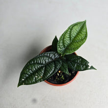 Load image into Gallery viewer, #RD39 Piper Parmatum