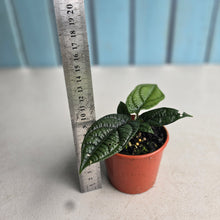 Load image into Gallery viewer, #RD39 Piper Parmatum