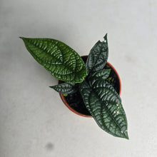 Load image into Gallery viewer, #RD39 Piper Parmatum