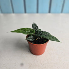 Load image into Gallery viewer, #RD39 Piper Parmatum