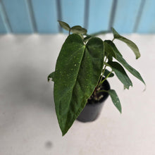 Load image into Gallery viewer, #D15 Four x Headed Anthurium NOID