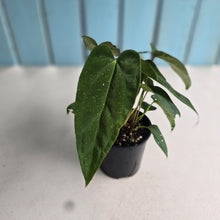 Load image into Gallery viewer, #D15 Four x Headed Anthurium NOID