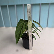 Load image into Gallery viewer, #D15 Four x Headed Anthurium NOID