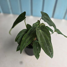 Load image into Gallery viewer, #D15 Four x Headed Anthurium NOID