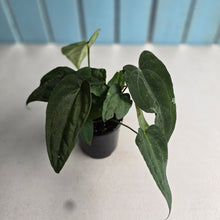 Load image into Gallery viewer, #D15 Four x Headed Anthurium NOID