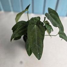 Load image into Gallery viewer, #D15 Four x Headed Anthurium NOID