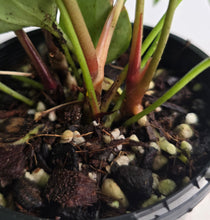 Load image into Gallery viewer, #D15 Four x Headed Anthurium NOID