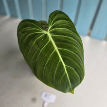 Load image into Gallery viewer, #RJ Philodendron Glorious