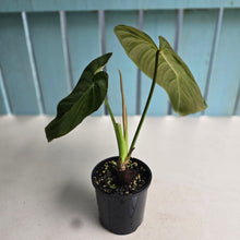Load image into Gallery viewer, #RJ Philodendron Glorious