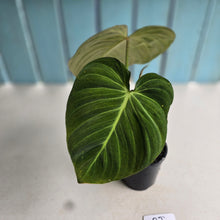 Load image into Gallery viewer, #RJ Philodendron Glorious
