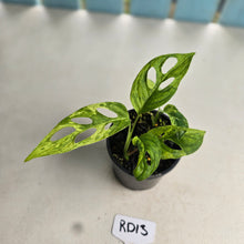Load image into Gallery viewer, #RD13 Two x Variegated Monstera Adansonii Mint
