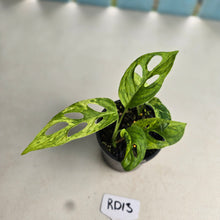 Load image into Gallery viewer, #RD13 Two x Variegated Monstera Adansonii Mint