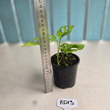 Load image into Gallery viewer, #RD13 Two x Variegated Monstera Adansonii Mint