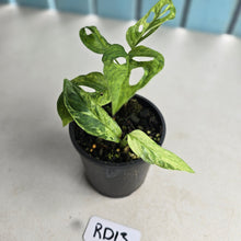 Load image into Gallery viewer, #RD13 Two x Variegated Monstera Adansonii Mint