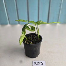 Load image into Gallery viewer, #RD13 Two x Variegated Monstera Adansonii Mint