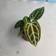 Load image into Gallery viewer, #R90 Two x Thick Veined Anthurium Crystallinum x