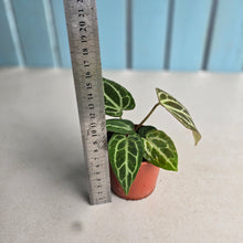 Load image into Gallery viewer, #R90 Two x Thick Veined Anthurium Crystallinum x