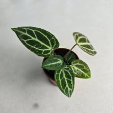 Load image into Gallery viewer, #R90 Two x Thick Veined Anthurium Crystallinum x