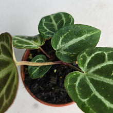Load image into Gallery viewer, #R90 Two x Thick Veined Anthurium Crystallinum x