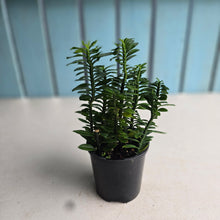 Load image into Gallery viewer, #R433 Pedilanthus Tithymaloides