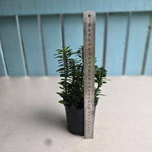 Load image into Gallery viewer, #R433 Pedilanthus Tithymaloides