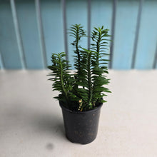 Load image into Gallery viewer, #R433 Pedilanthus Tithymaloides