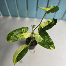 Load image into Gallery viewer, #R88 Variegated Philodendron Burle Marx