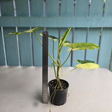 Load image into Gallery viewer, #R88 Variegated Philodendron Burle Marx