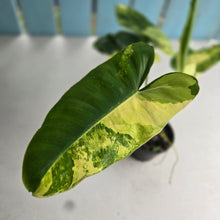 Load image into Gallery viewer, #R88 Variegated Philodendron Burle Marx