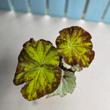 Load image into Gallery viewer, #R119 Two x Begonia Unknowns