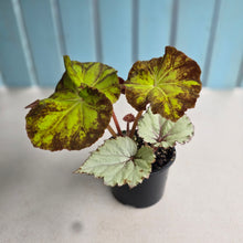 Load image into Gallery viewer, #R119 Two x Begonia Unknowns